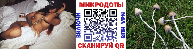 Купить закладки  Новосиль  Псилоцибиновые грибы Cubensis 